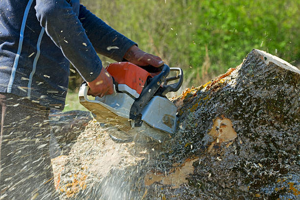 Best Best Tree Removal Services  in North El Monte, CA